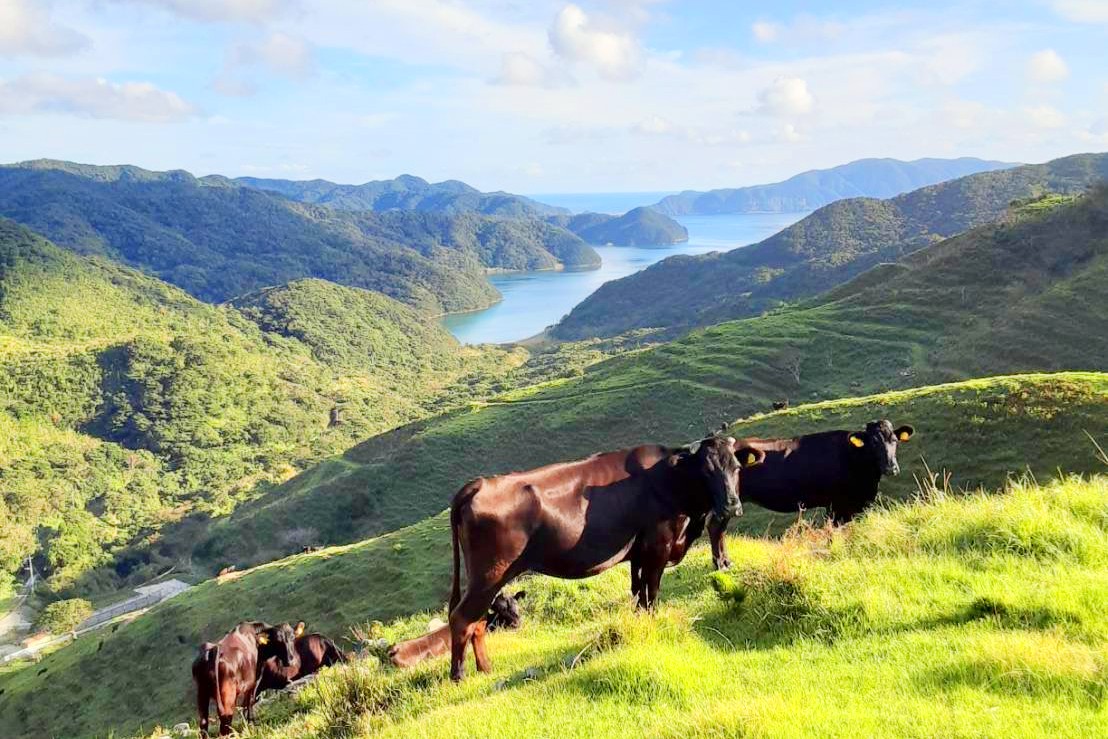 ゆったりとした時の流れと手つかずの自然が残る南海の島・甑島の牧場で働いてみませんか？
【放牧飼育を実践／住宅紹介可／Iターン歓迎】