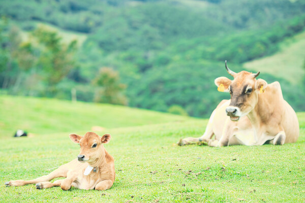 牛舎の無い牧場！？山を使った完全放牧スタイルの酪農で“真の健康“を追求しませんか？
【年間休日106日◎／事務職募集】