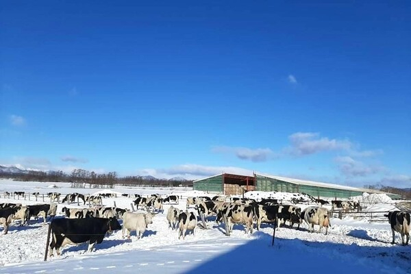 【体験時の交通費補助あり／15万円の引っ越し手当支給】最新機器導入＆餌の工夫で牛もスタッフも快適な環境／酪農スタッフ募集