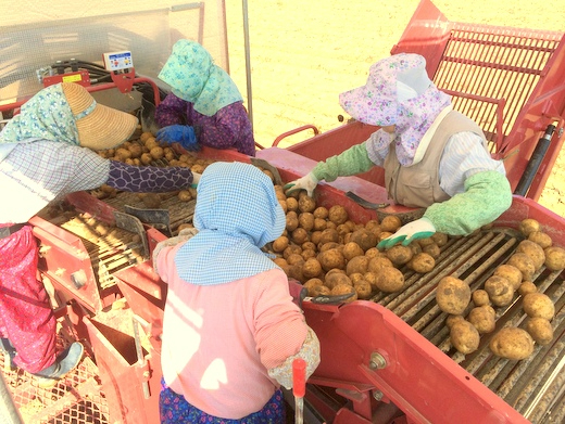 北海道で農業を始めませんか？冬場のサポートも充実している農家で就農に向けた第一歩を踏み出しましょう！
【寮費無料／独立支援可能】 
