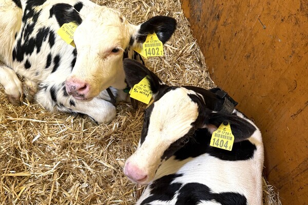 【月給25万円～／年収500万円可】事業拡大に伴う「未来の右腕」募集！ 未経験から酪農のプロへ。そして経営サイドへ。