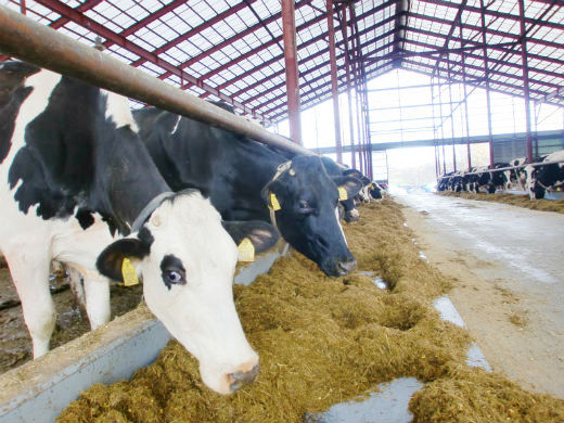 牛が健康に過ごせるよう大切に育てる、アットホームな牧場です。
【生活に便利な立地／アルバイトは1日3h～OK】