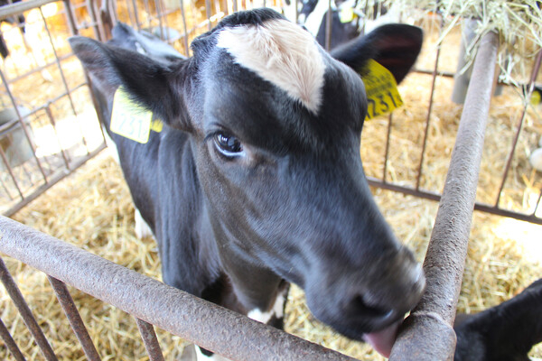 1人1人の裁量が大きい分、酪農家としてしっかり成長できる環境です！
【市街地まで車で10分！／体験・見学OK】