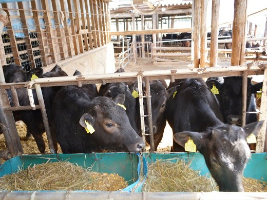 地域循環型を実践する牧場。将来、和牛繁殖牧場を経営したい方も大歓迎です！
【若手も活躍中／見学OK】