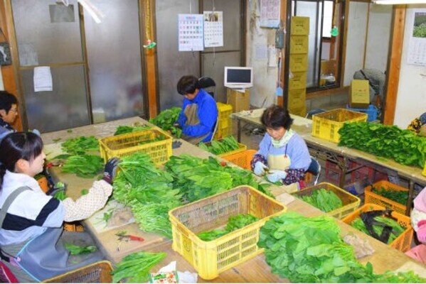 未経験者も活躍中！笑顔のたえない農園で、ナスやホウレン草の収穫をしてみませんか？
【時間は応相談／野菜の持ち帰りOK】