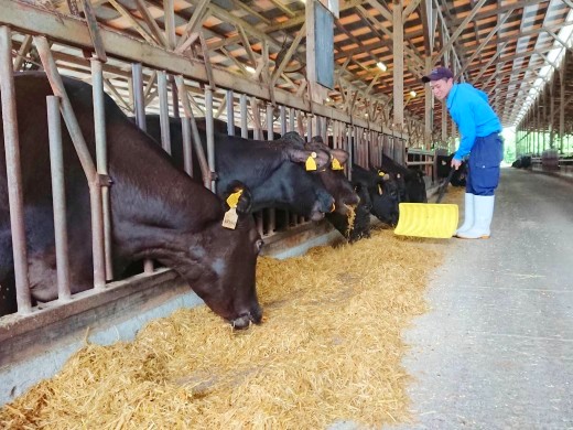 国内外で事業展開する安定の大手グループ企業！フォロー体制充実の肉牛生産業務
【若手活躍／待遇充実／メディア注目】
