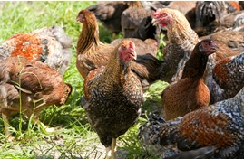 大手「ロピア」グループの一員として、愛情込めて育てた鶏を自信をもって食卓へ。平飼い鶏舎の生産スタッフ募集！
【未経験歓迎／月給25万円～】