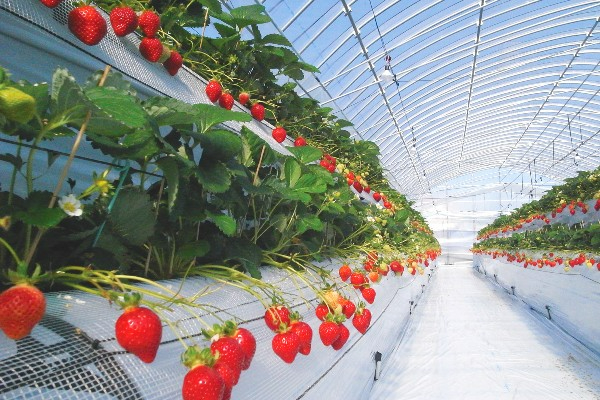 【未経験歓迎／人気の福岡県勤務】いちご生産職ポジション！
様々なTVでも紹介される農園でご経験を活かしませんか？