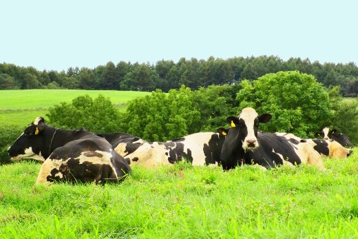広々とした牧草地で牛たちがゆったり過ごす、放牧酪農に取り組んでいます。
【法人と同等レベルの社会保障／一軒家タイプの寮あり】