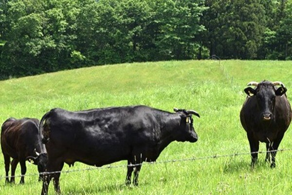 【年間休日119日／安定基盤】畜産業界では珍しい年間休日119日！放牧牧場で、黒毛和牛と共に成長するチャンス