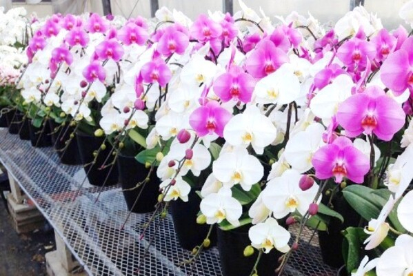 【経験不問／年間休日110日】花のある暮らしを仕事に！胡蝶蘭の生産・出荷スタッフ募集