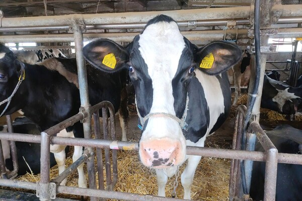 【月給22万円～／安心サポート】脱サラした代表が率いる酪農牧場！牛と暮らす新しい働き方を始めませんか？