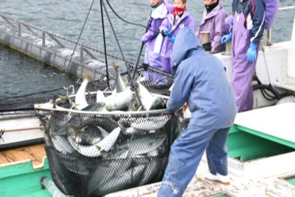 【資格取得支援あり／4パターンのシフト制】工場内は完全機械化◎活気あふれる養殖場で魚の水揚げ・加工スタッフ募集！