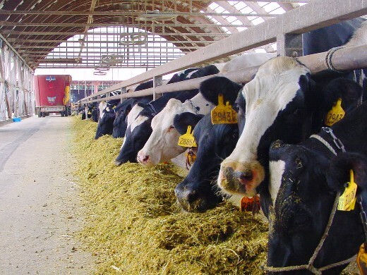 [2026卒対象エントリー]
いのちを育み、食卓へ安心を。小岩井農牧で酪農の未来を担う仲間募集！
【寮完備／年休106日】