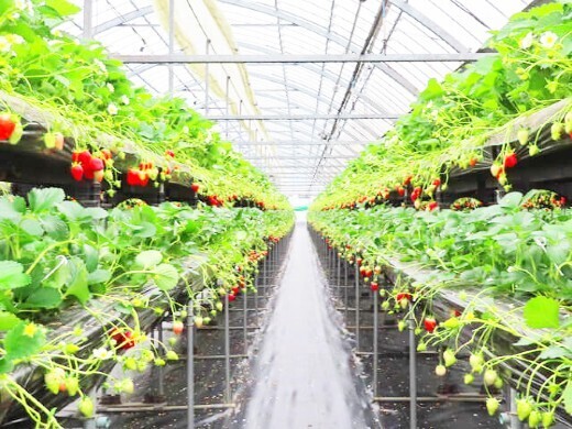 西日本最大級の「花の海」で、未来の農業を牽引する幹部候補募集！これまでの知見を当社で活かしませんか？
【有休消化率高め／待遇充実】