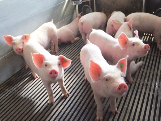 【年間休日103日／福利厚生充実】ニッポンハムグループの大規模農場で養豚スタッフを募集！@宮崎県