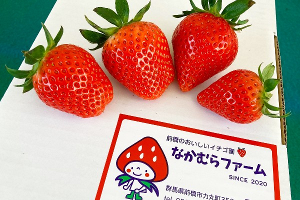 群馬県前橋市のいちご農園で、収穫・栽培管理・配達スタッフを募集！
【週3日～、3h～勤務OK／Wワークも歓迎】