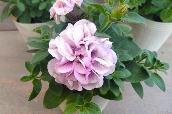 【週2～5日程度・1日4h～勤務OK】丹精込めて育てたお花がお客様の笑顔へ。お花の成長を見守り、喜びを分かち合える仕事。