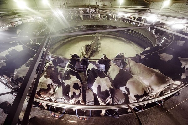 ［2026卒対象］
【乳量は北海道最大】自社製受精卵で和牛も繁殖！サステナブルな酪農経営が注目され、山形県へ地域展開／酪農牧場スタッフ
