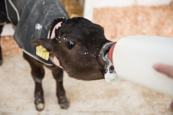 ［2026卒対象］
【職場は牛の保育園】日本最大級の出荷実績！ファーストキャリアとして、子牛たちの成長と自身の成長を実感できる牧場／育成牧場スタッフ
