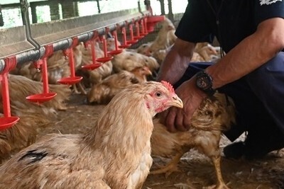 ［2026卒対象］
【単身寮あり】ひとつの命と向き合い、日本一のブランドを育てる農場管理職を募集。生き物が相手だから、毎日が新しい発見。