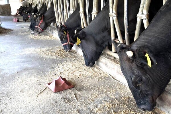 【昇給・賞与あり／スマート農業推進】肉牛と米麦の二刀流も！群馬の自然豊かな牧場で新たなキャリアを始めませんか？