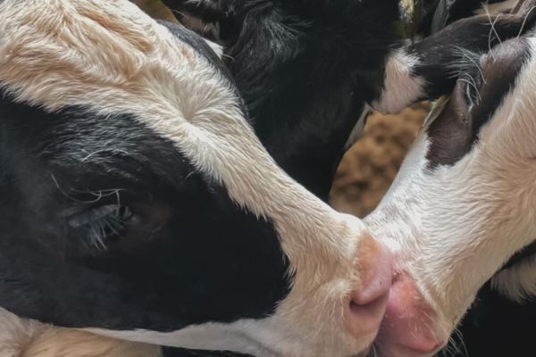 【AI導入の次世代牧場】元コンサル牧場長から経営も学べる！可愛い仔牛のお世話も、ダイナミックな重機操作も！