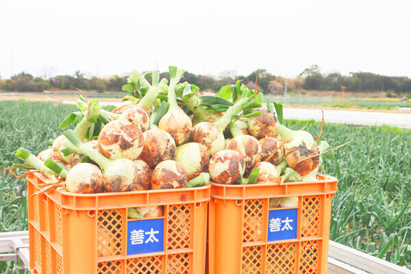 【即戦力として活躍／地域貢献】コミュニケーション力や調整力を活かす◎淡路島玉ねぎ加工食品の製造管理スタッフ募集