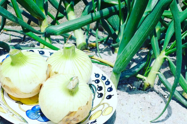 [2027卒対象エントリー]
減農薬栽培×オリジナル加工食品！淡路島のソウルフード「玉ねぎ」を全国に届ける総合職