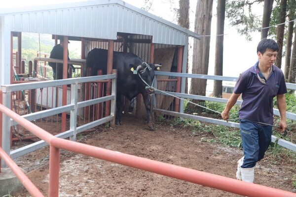 ブランド牛の“未来”は、あなたの愛情から。生まれてすぐの子牛の成長を支える、命を育むかけがえのない仕事です。
【I・Uターン歓迎】