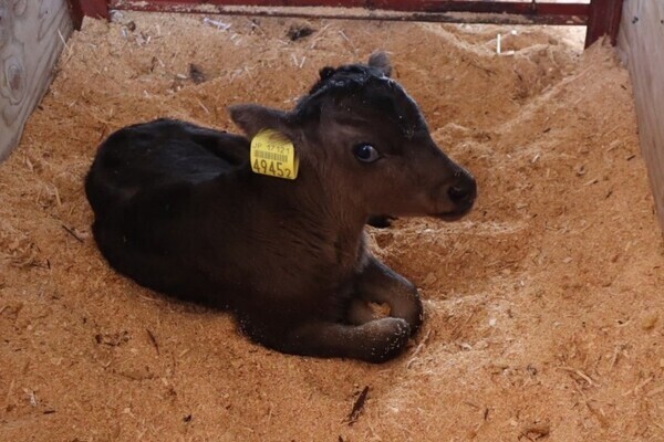 家畜人工授精師募集／松永牧場グループの安定基盤のもと、繁殖管理のスペシャリストへ。
【待遇充実／最先端設備あり】