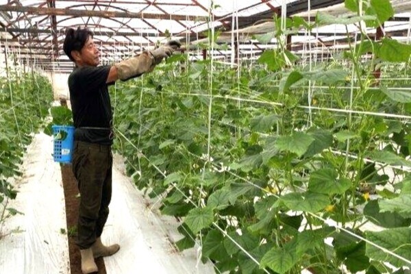 【週3日・1日3時間からOK／午前のみ】コツコツ作業が得意な方大歓迎！きゅうり・ナスの収穫と箱詰めスタッフ募集