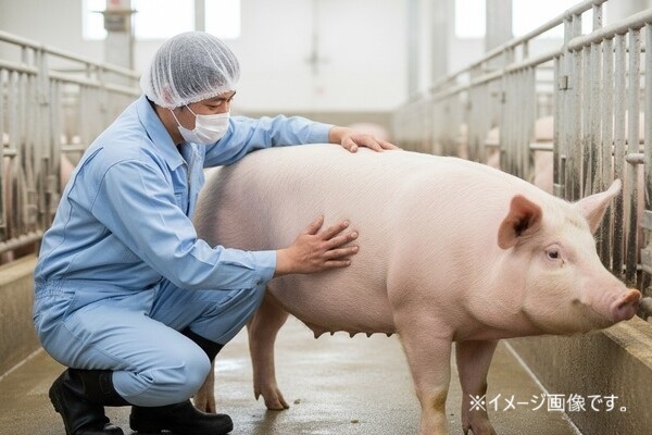 【9割が未経験】ブランド豚『名水もちぶた』を育てる肥育スタッフ募集（千葉県市原市）