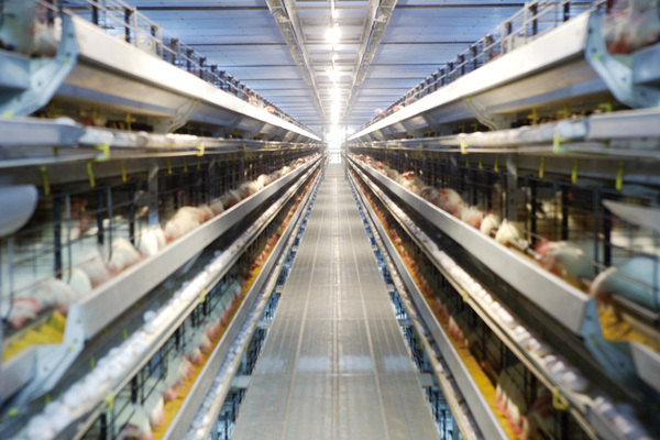 ［2026年卒対象］
【新卒一期生】日本の食卓に欠かせない「森のたまご」。その安定基盤で未来を創る仲間を募集！（総合職／複数拠点）