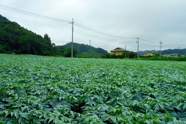 12月中旬までの期間限定求人！大規模経営のコンニャク農家で働きませんか？
【平日のみ・土日祝の勤務OK／週2～3日勤務OK】