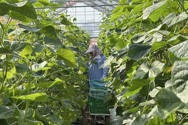 午前中だけの農業アルバイト！群馬県できゅうりとキャベツの収穫作業に挑戦しませんか？
【有機栽培／プライベート充実】