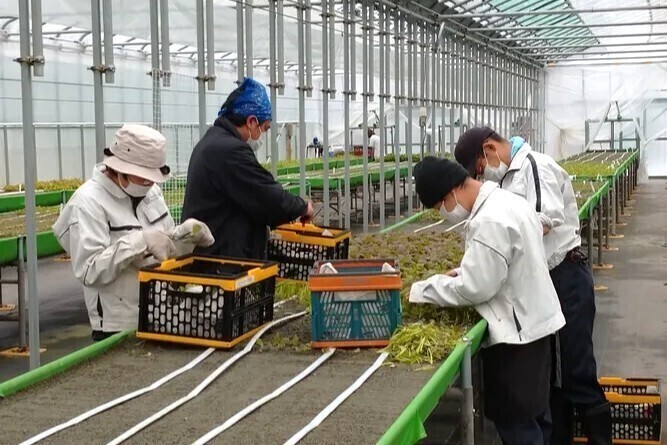 植物が好き、人の役に立ちたい方へ。障がいがある方の「できた！」を支える野菜の栽培指導スタッフ【休暇取得実績130日以上】＠東京