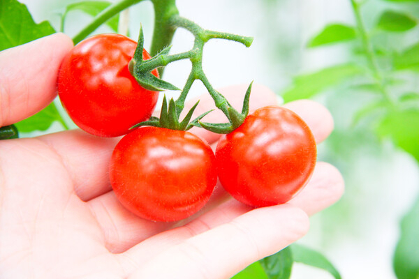 データと技術で高品質を実現！食の未来を創るトマト農家【年間休日安定／Iターン支援検討中】