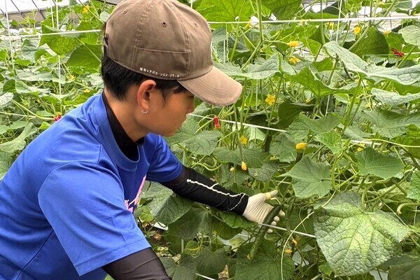 【週1日～OK／午前中のみ】あなたのライフスタイルに合わせて働ける！減農薬のきゅうり栽培に挑戦しませんか？