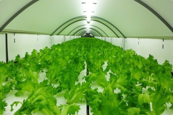 【あなたの経験を未来へ】次世代の農業人を育成する、レタスの栽培チームリーダー候補を募集