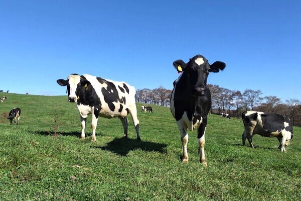 【単身寮完備／アットホームな職場】北海道の大自然の中で牛たちとふれあいながら働く！やりがいたっぷりの放牧型酪農