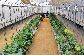 [2026卒対象エントリー]
【完全週休2日／残業少なめ】あなたのアイデアが新しい野菜に！未来をデザインする総合職