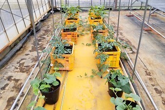 [2027卒対象エントリー]
【完全週休2日／残業少なめ】あなたのアイデアが新しい野菜に！未来をデザインする総合職