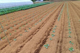 【営農経験者優遇／異業種からの転職歓迎】創業170年の老舗企業で活躍する開発営業