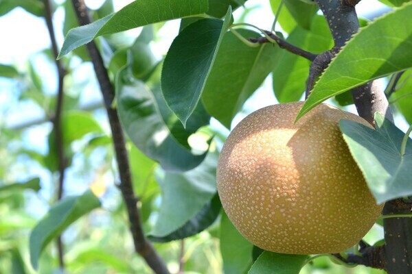 【経験不問／熱意歓迎】前例なきナシ生産モデルに挑む事業創出メンバー◎スマート農業で「身体的負担ゼロ」を目指す農園管理者