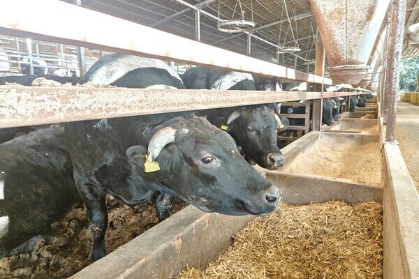 【動物好き必見／残業なし】あなたの手でブランド和牛を育てる！六本木牧場で新たなキャリアをスタートしませんか？