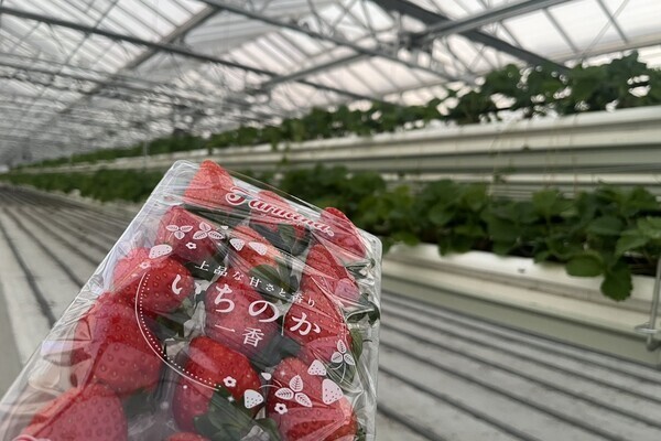 【未経験歓迎】農業を科学する！データで育てるいちご栽培。スマート農業、組織マネジメントも学べる農園。