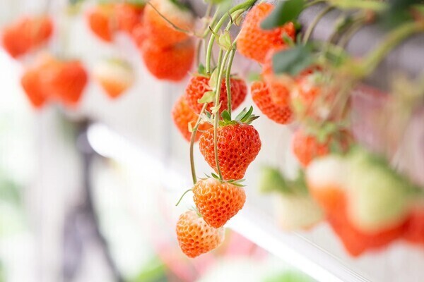 【日本拠点立ち上げ】NYを驚かせた植物工場が日本へ。いちご／トマトの栽培管理 兼 ファームオペレーション募集。