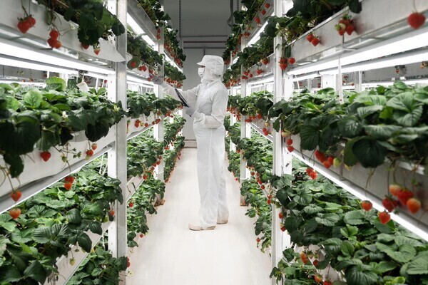 【日本拠点立ち上げ】まだ誰も食べたことのない「次世代のいちご」を創る。植物工場専任のブリーダー募集。