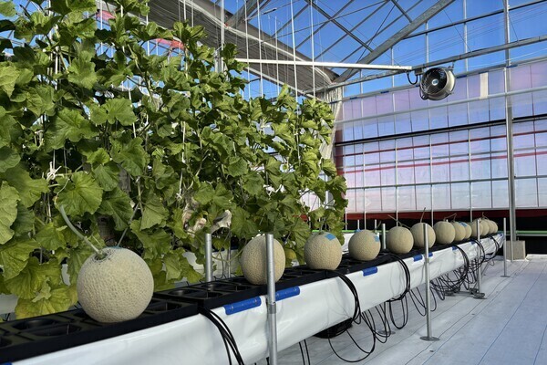 【午前中勤務だけでも可能】 短時間勤務×高時給1100円◎メロンの栽培・選別・箱詰め作業などをおまかせ！